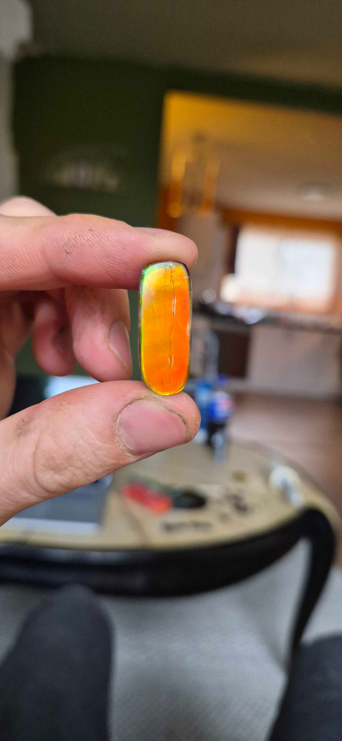 Blue Zone ammolite CGT07 held in hand for scale