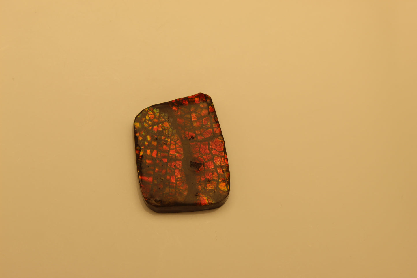 Ammonite Pendant A-#1