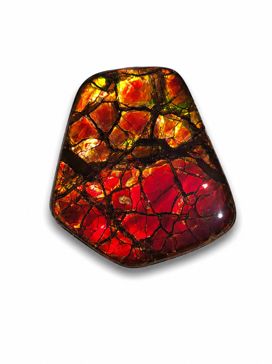Freeform Ammolite Gemstone - CG10