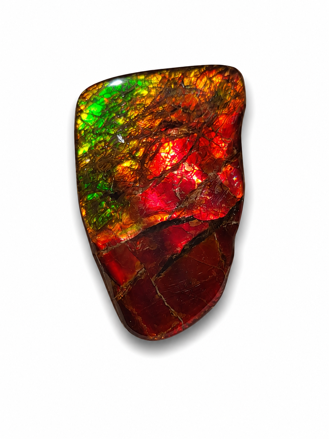 Freeform Ammolite Gemstone - CG11