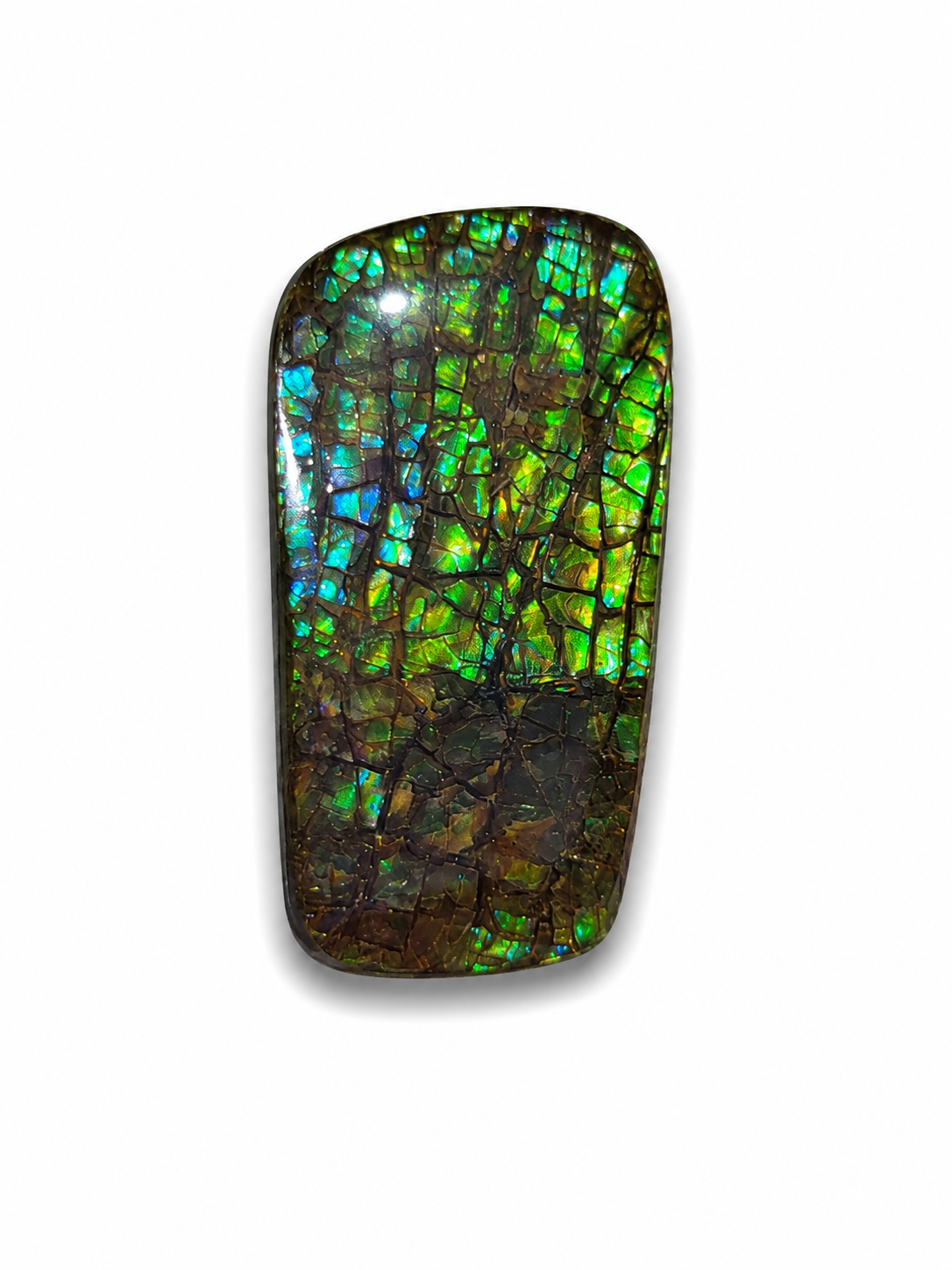 Freeform Ammolite Gemstone - CG12