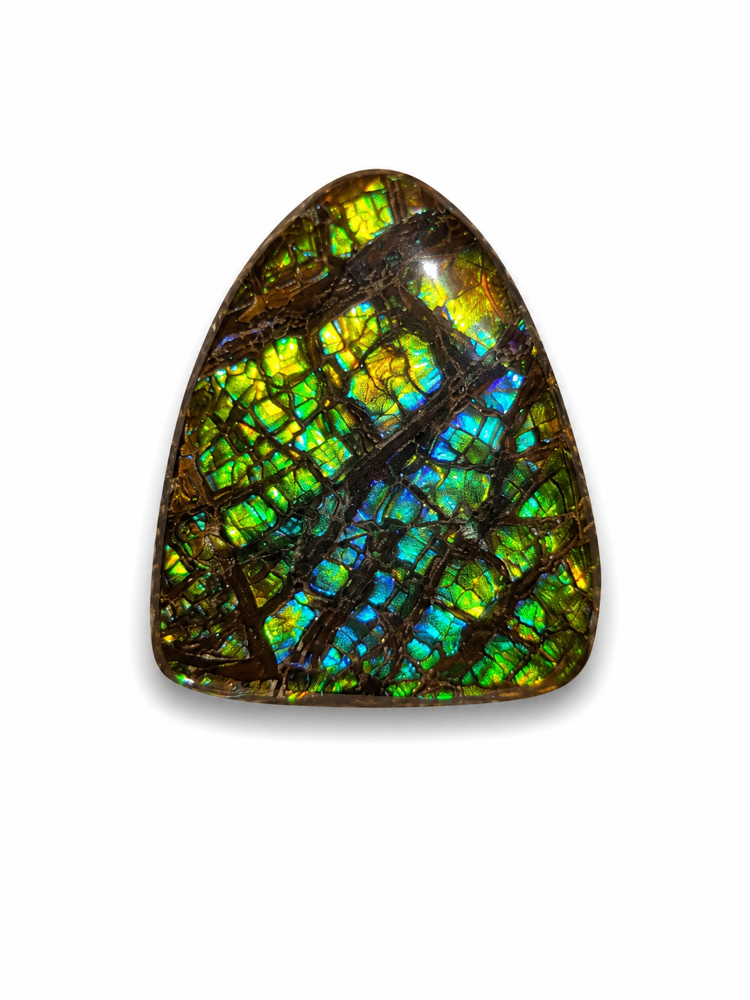 Freeform Ammolite Gemstone - CG14