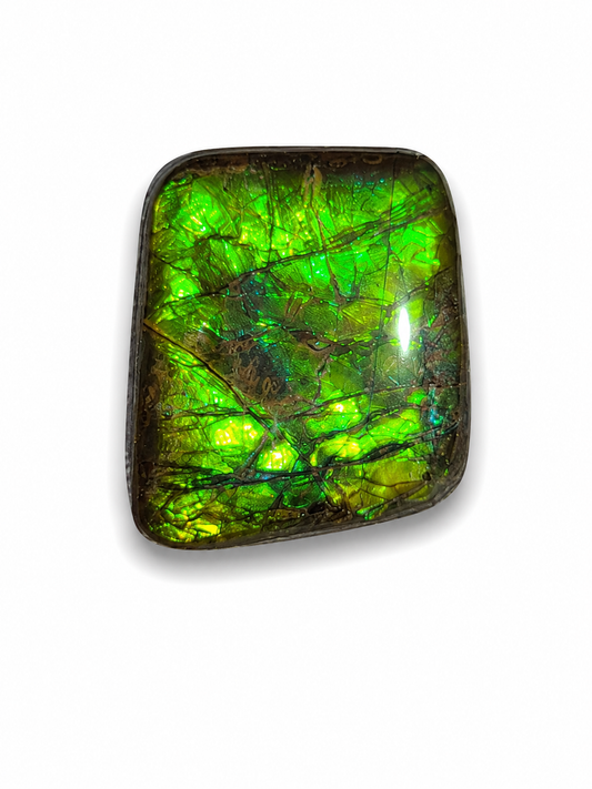 Freeform Ammolite Gemstone - CG15