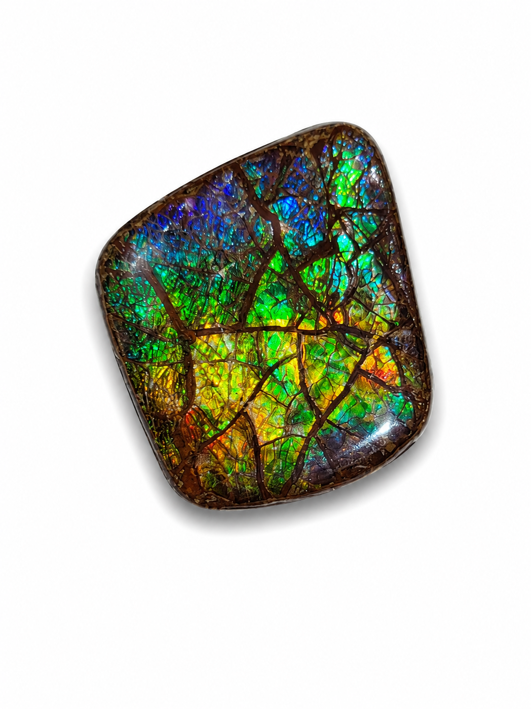 Freeform Ammolite Gemstone - CG16