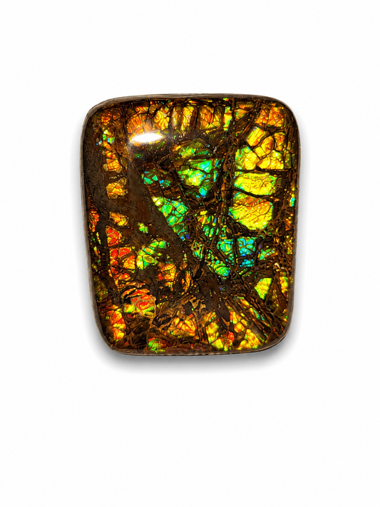 Freeform Ammolite Gemstone - CG17