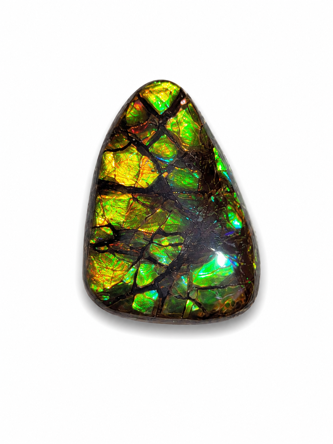Freeform Ammolite Gemstone - CG18