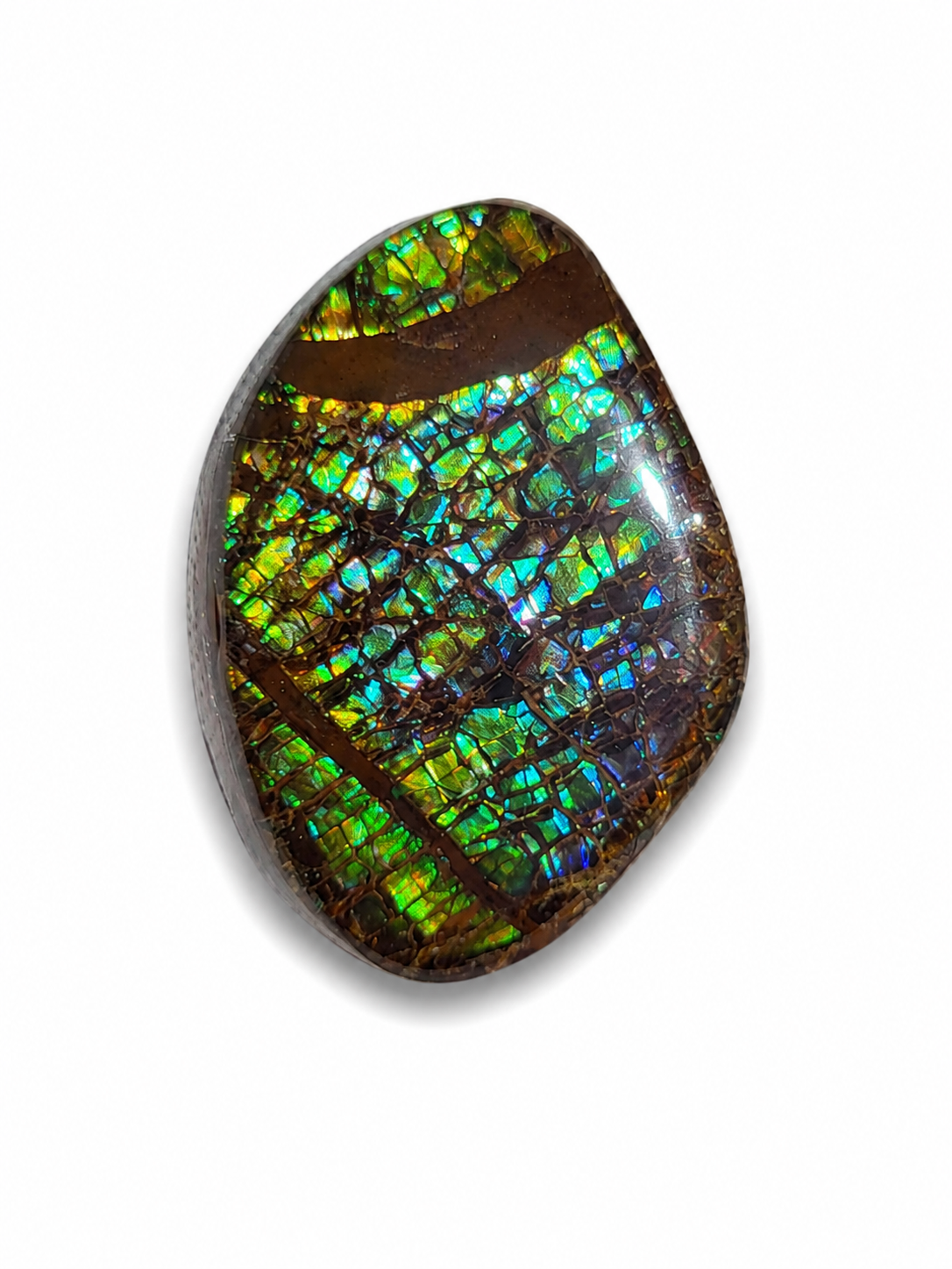 Freeform Ammolite Gemstone - CG19