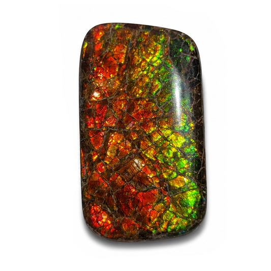 Freeform Ammolite Gemstone - CG20