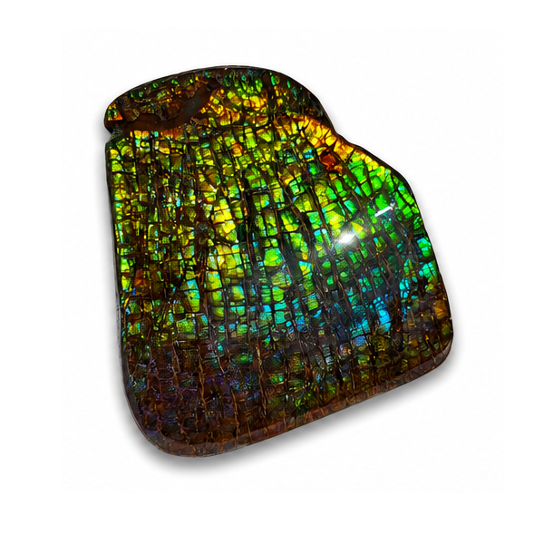 Freeform Ammolite Gemstone - CG22