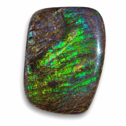 Freeform Ammolite Gemstone - CG25