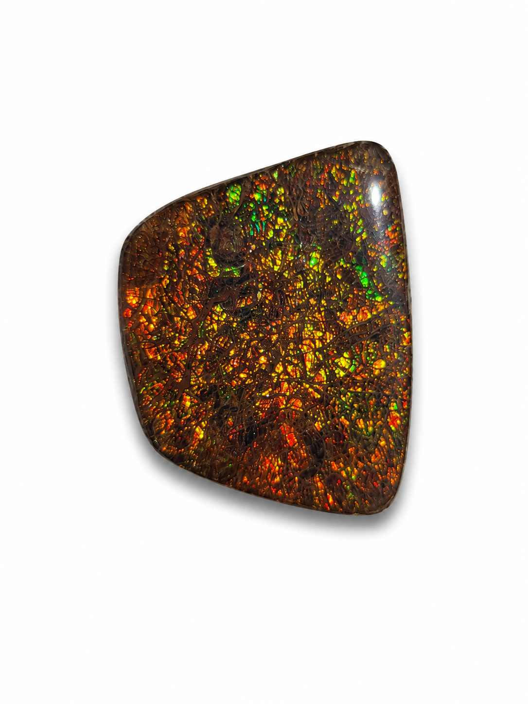 Freeform Ammolite Gemstone - CG03
