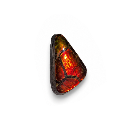 Freeform Ammolite Gemstone - CG30