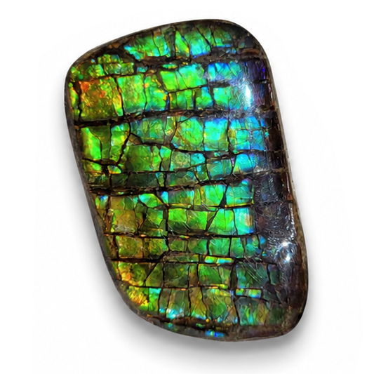 Freeform Ammolite Gemstone - CG31