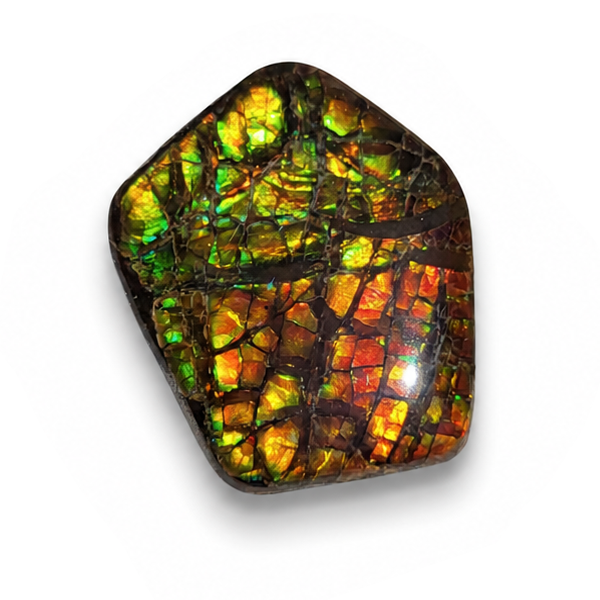 Freeform Ammolite Gemstone - CG32