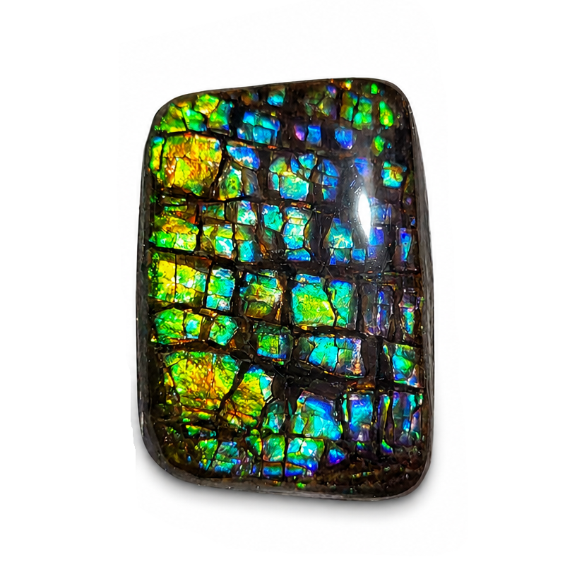 Freeform Ammolite Gemstone - CG34