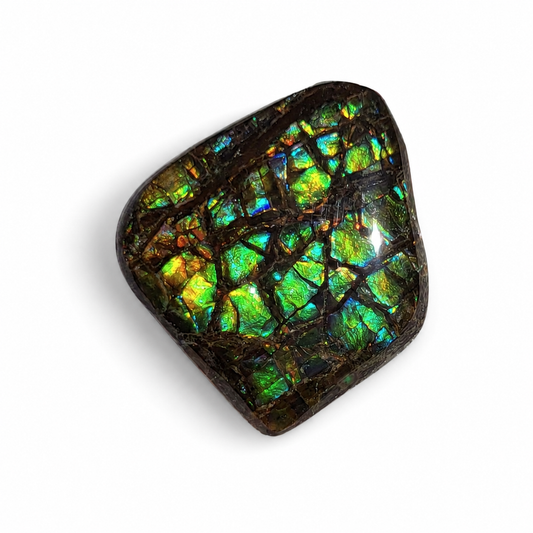 Freeform Ammolite Gemstone - CG35