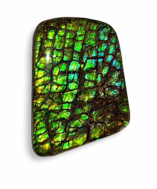 Freeform Ammolite Gemstone - CG38