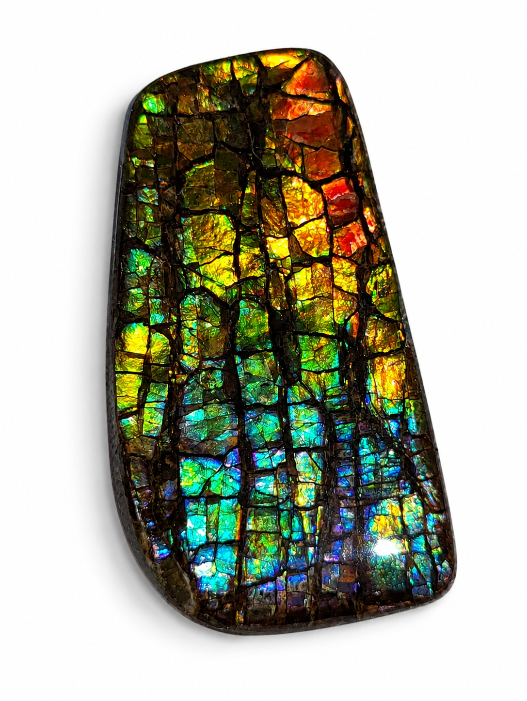 Freeform Ammolite Gemstone - CG40