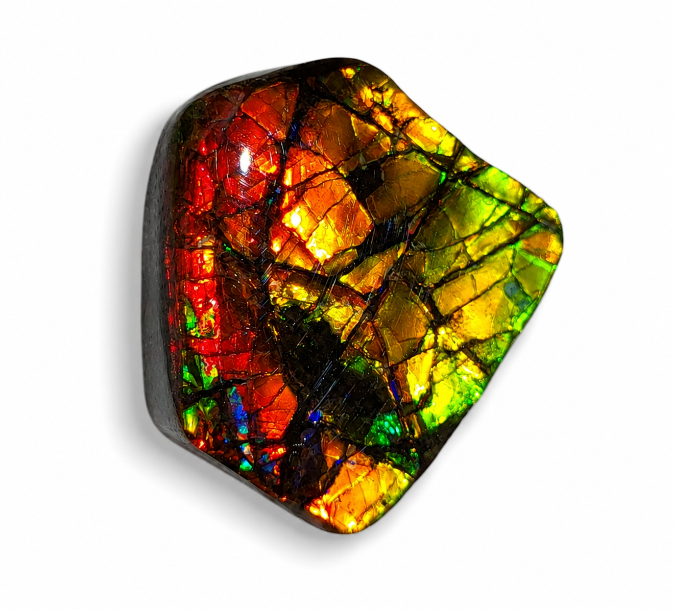 Freeform Ammolite Gemstone - CG41