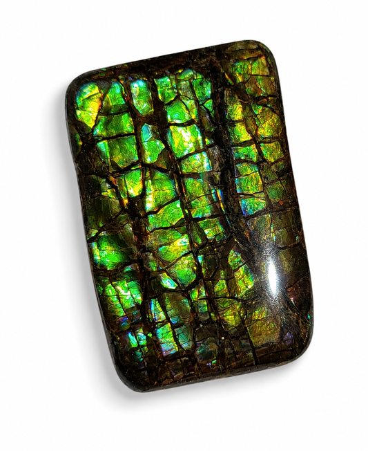 Freeform Ammolite Gemstone - CG42