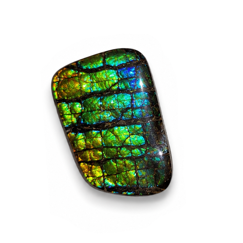 Freeform Ammolite Gemstone - CG45