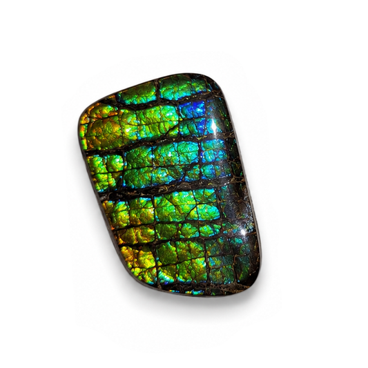 Freeform Ammolite Gemstone - CG45
