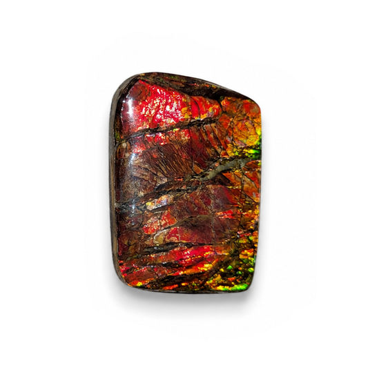 Freeform Ammolite Gemstone - CG46