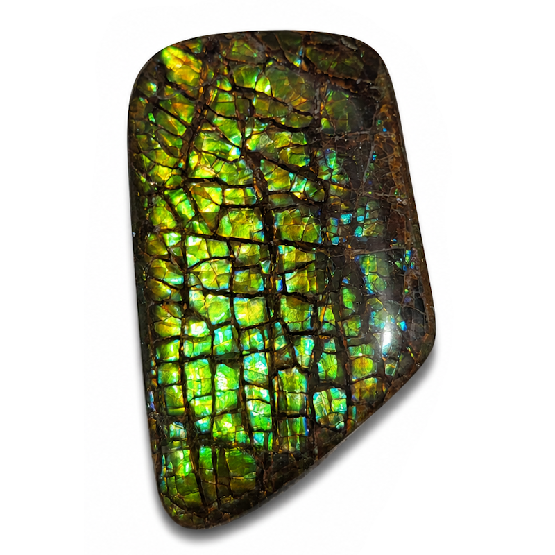 Freeform Ammolite Gemstone - CG47