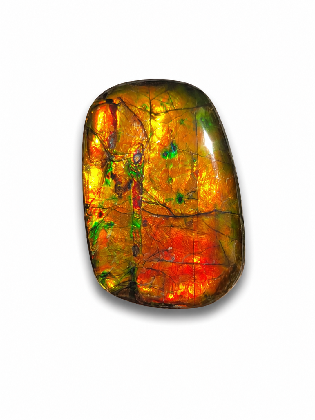Freeform Ammolite Gemstone - CG05