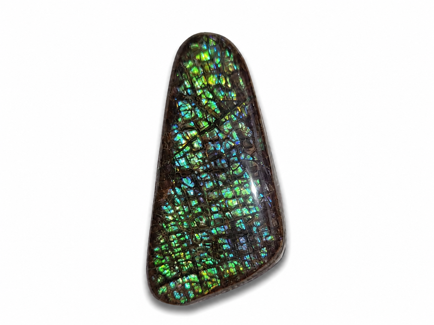 Freeform Ammolite Gemstone - CG55