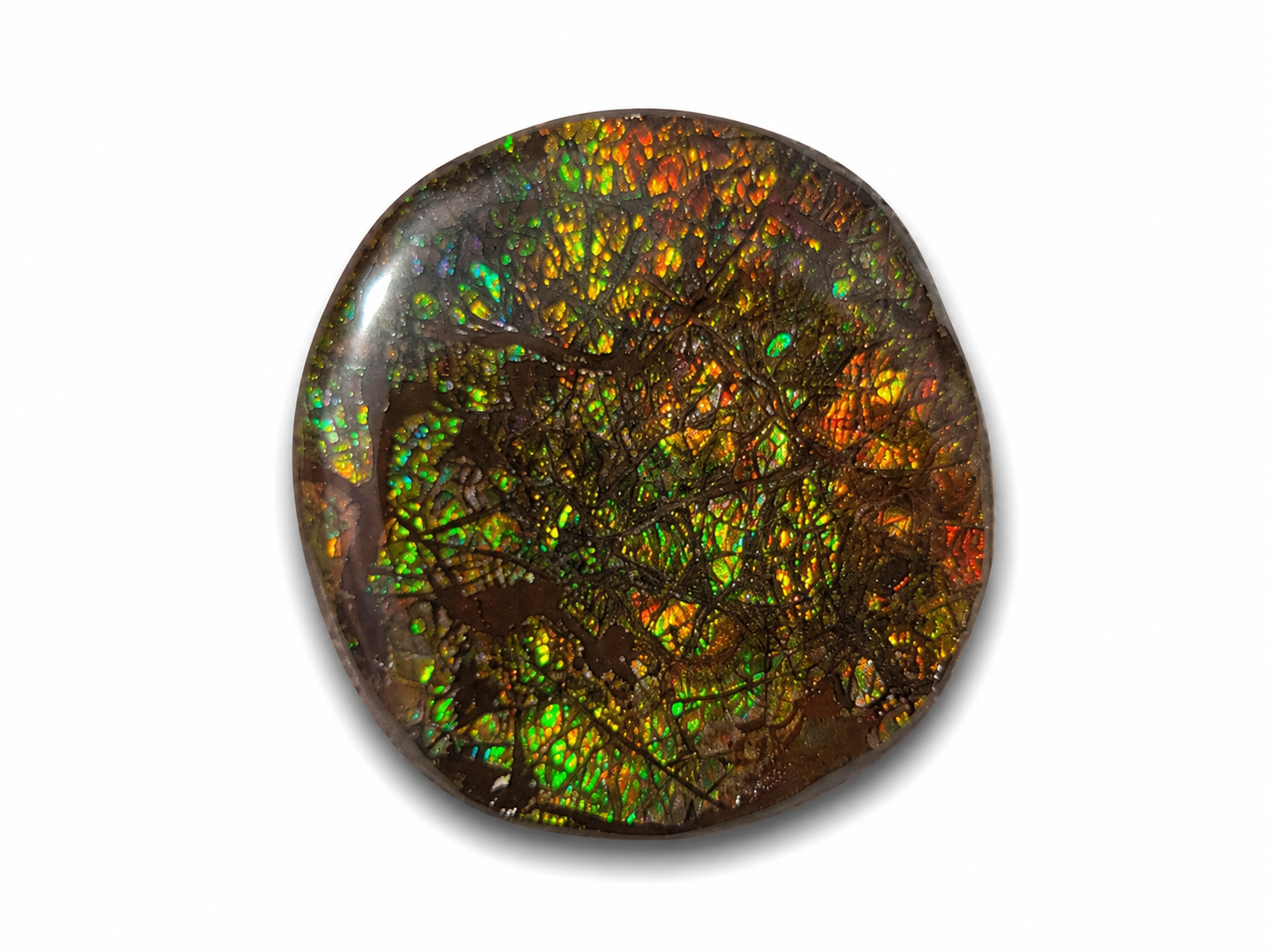 Freeform Ammolite Gemstone - CG57