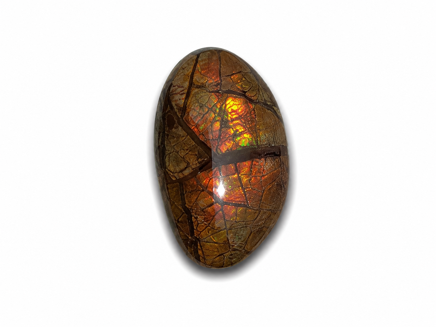 Freeform Ammolite Gemstone - CG60