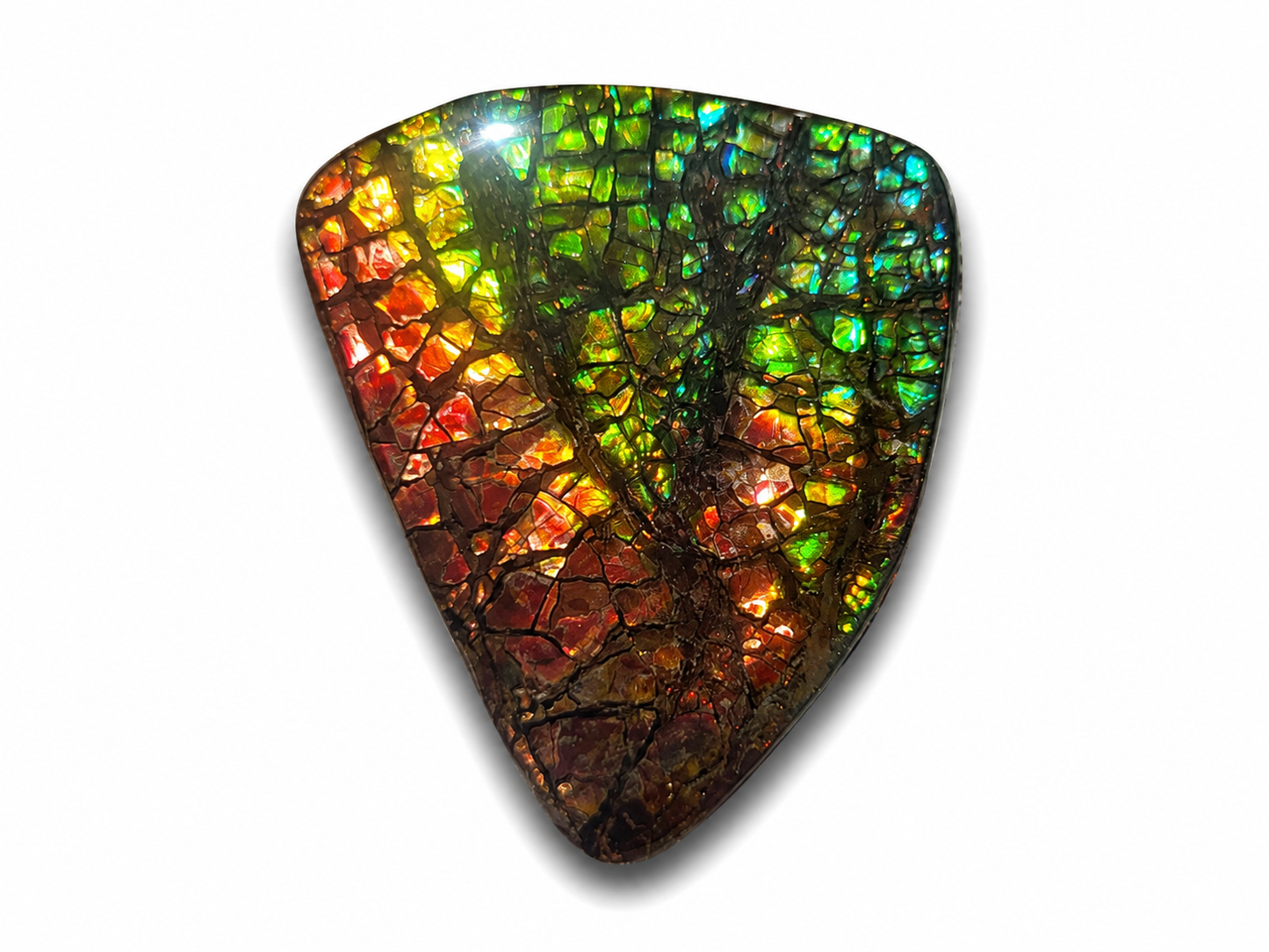 Freeform Ammolite Gemstone - CG61