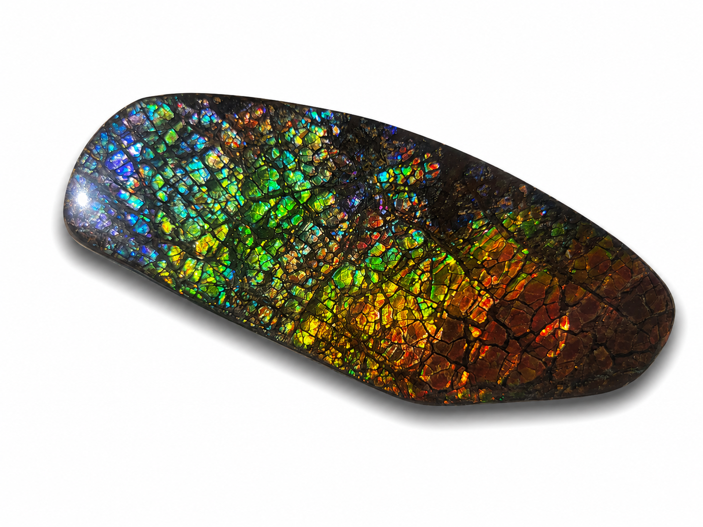 Freeform Ammolite Gemstone - CG63