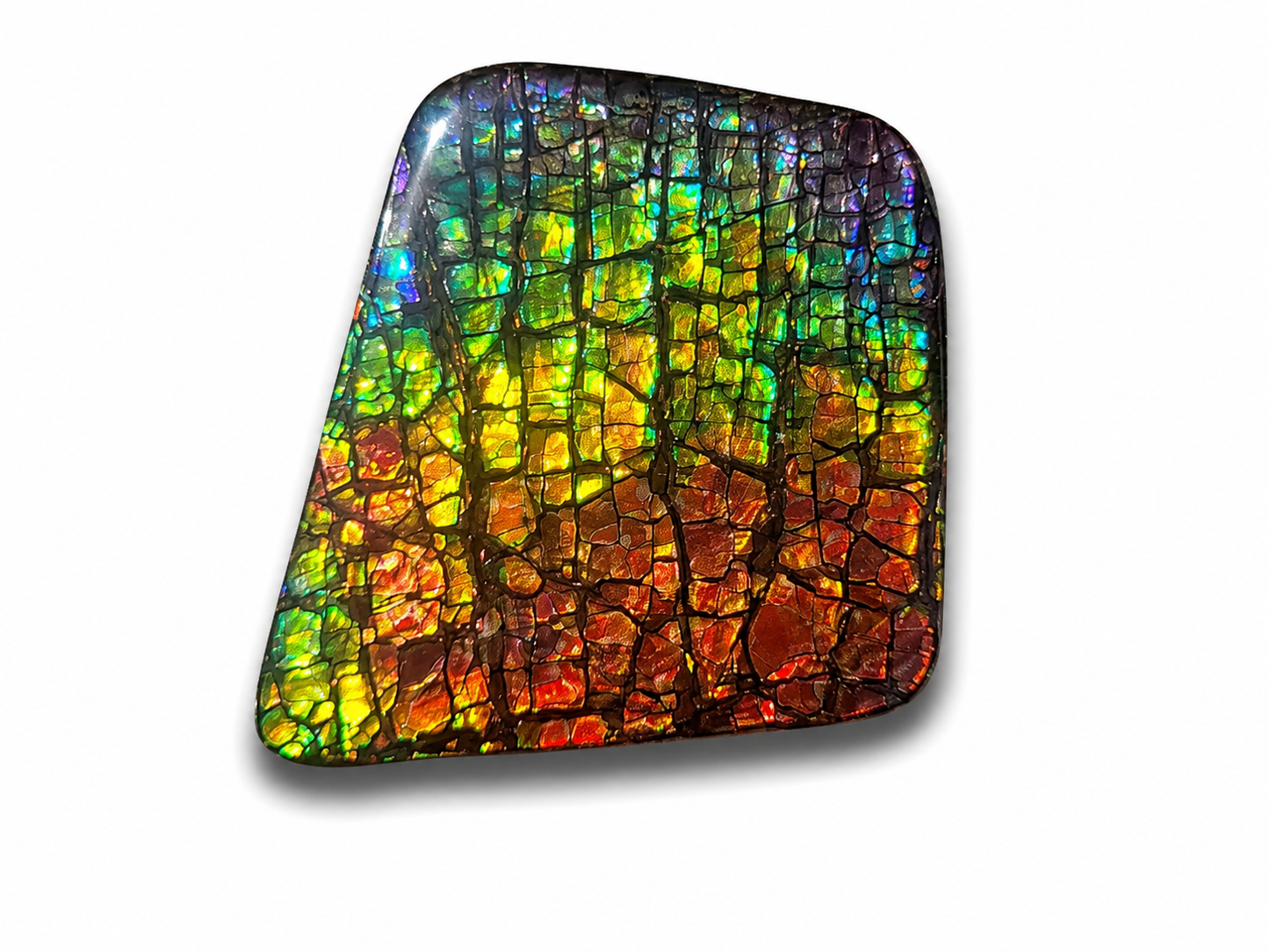 Freeform Ammolite Gemstone - CG64