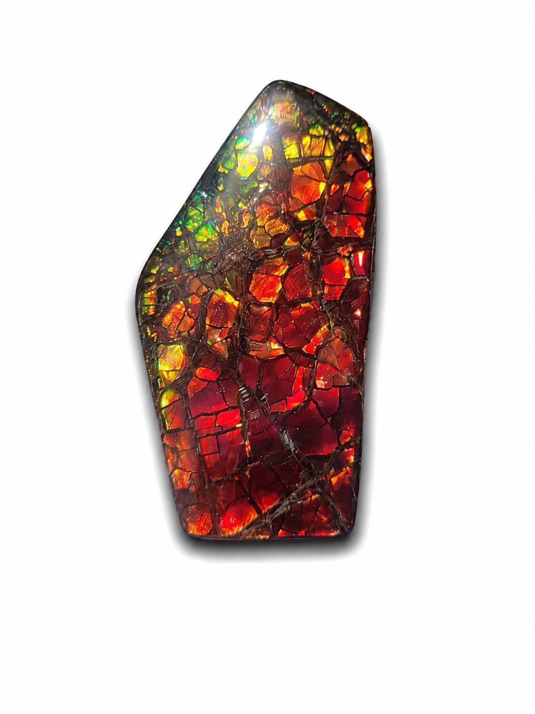 Freeform Ammolite Gemstone - CG65