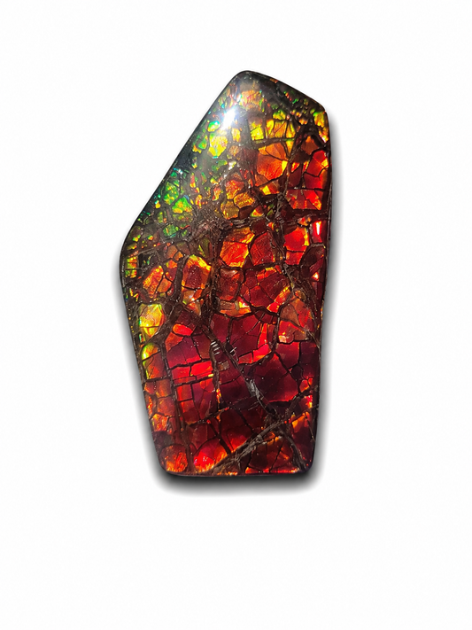 Freeform Ammolite Gemstone - CG65