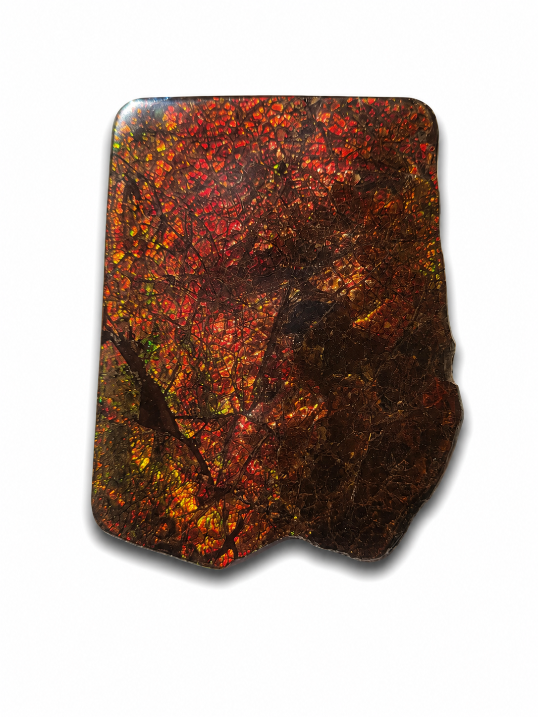 Freeform Ammolite Gemstone - CG67