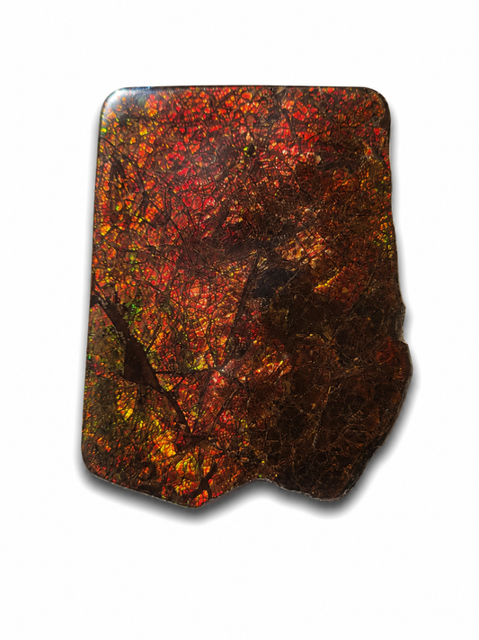 Freeform Ammolite Gemstone - CG67