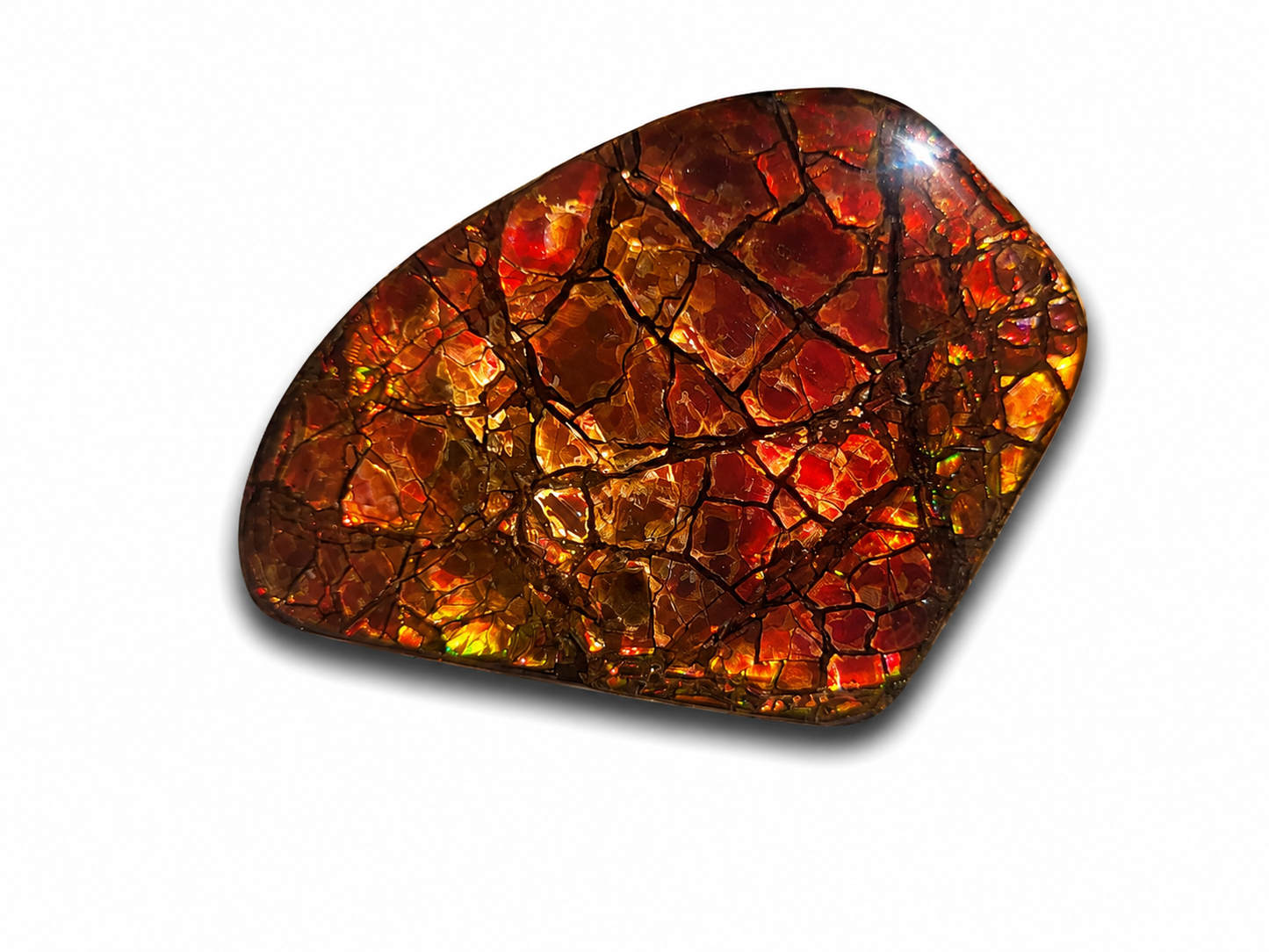 Freeform Ammolite Gemstone - CG66