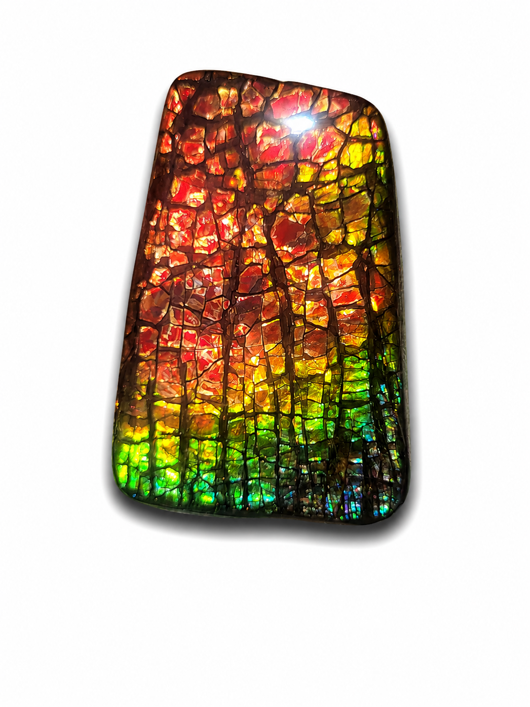 Freeform Ammolite Gemstone - CG68