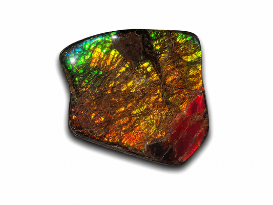 Freeform Ammolite Gemstone - CG69