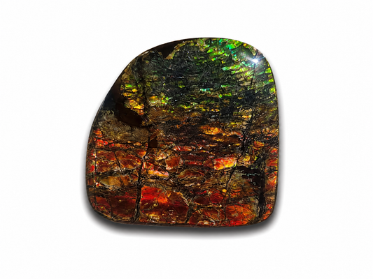 Freeform Ammolite Gemstone - CG70
