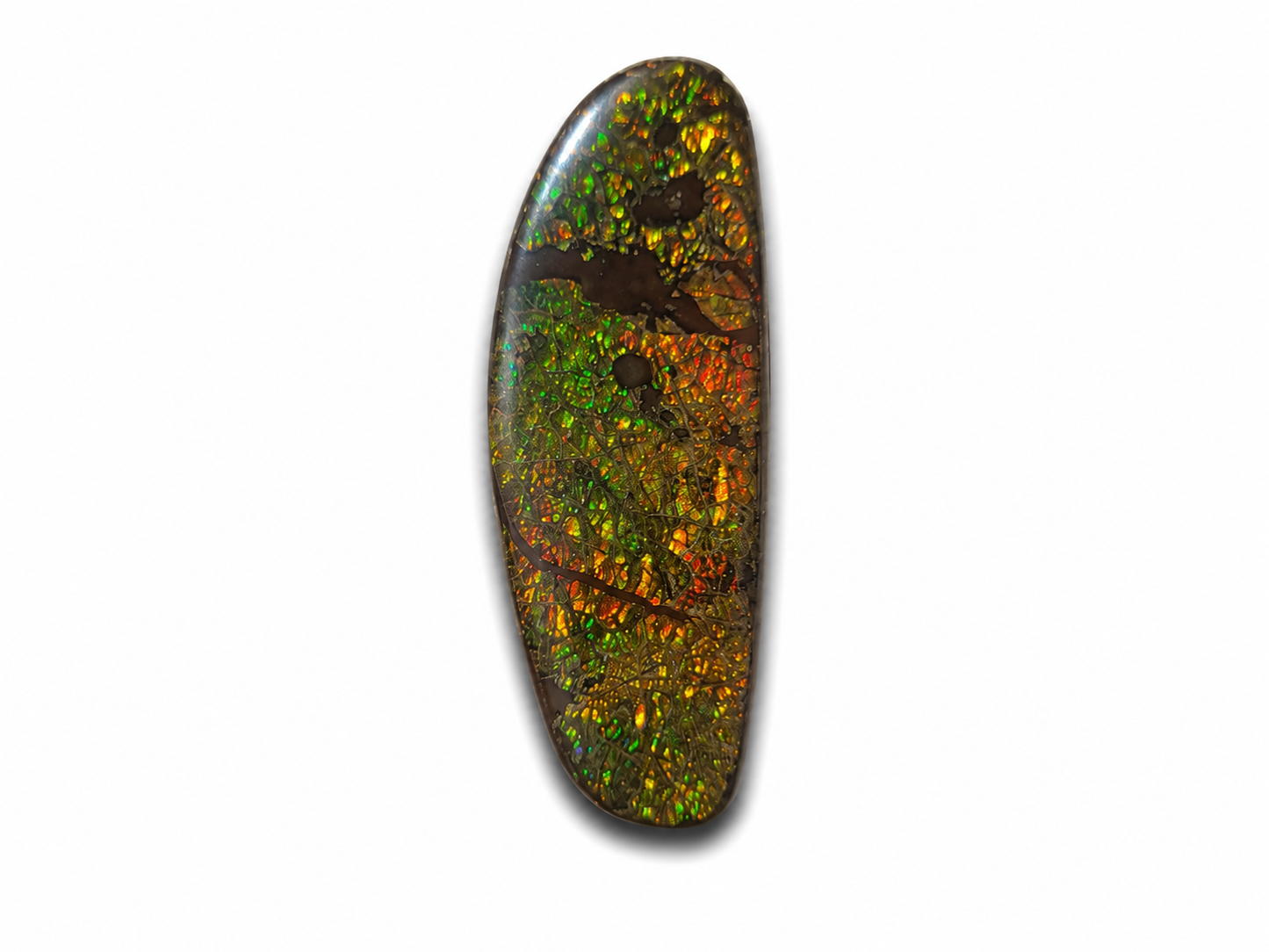 Freeform Ammolite Gemstone - CG74