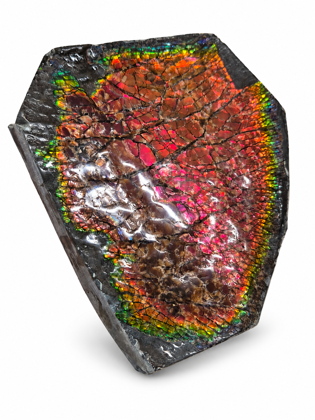 Ammolite Negative Cap Slab CGSS7 with red, orange, gold, green and pink colour, view 2