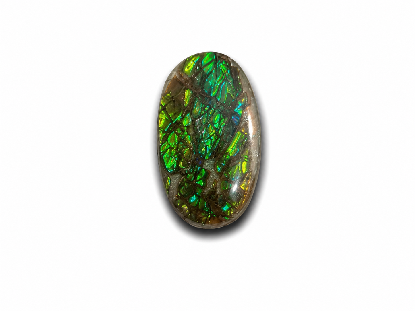Oval Ammolite Gemstone - CG87