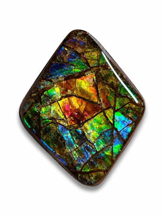 Ammolite Gemstone
