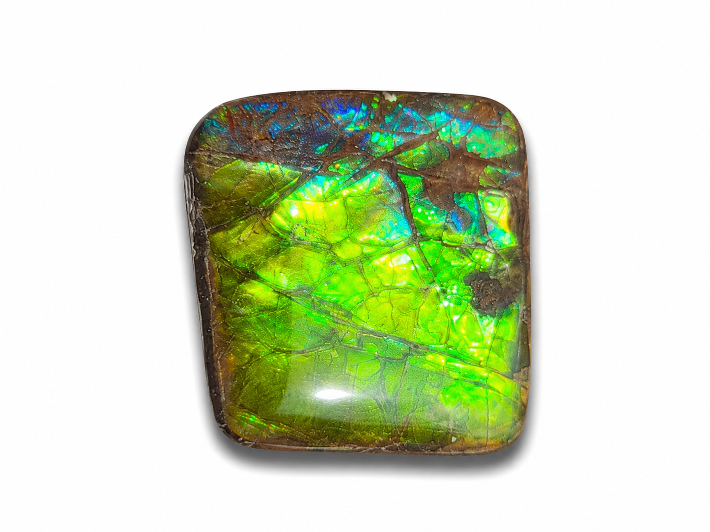 Freeform Ammolite Gemstone - CG58