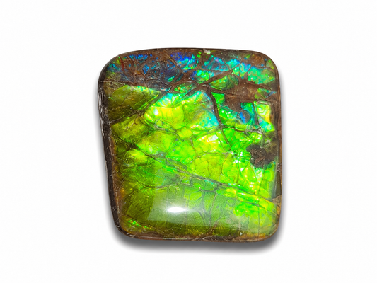Freeform Ammolite Gemstone - CG58