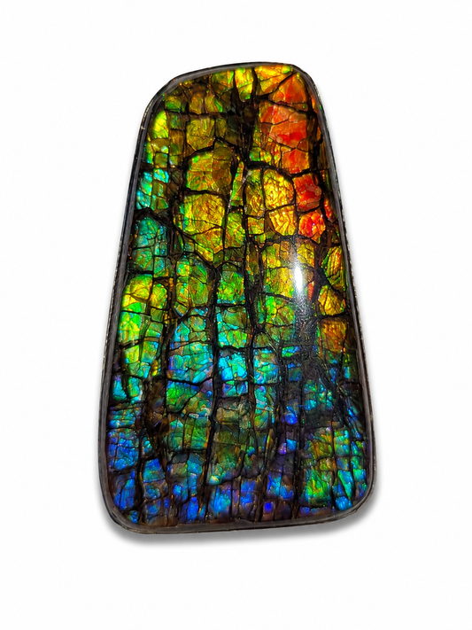 Ammolite Gemstone